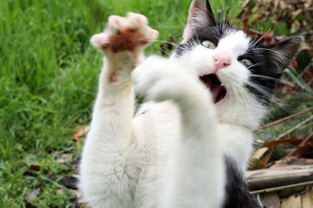 绿茵场上的指挥家，蒂亚戈教科书级表现引领贝蒂斯胜安哥拉