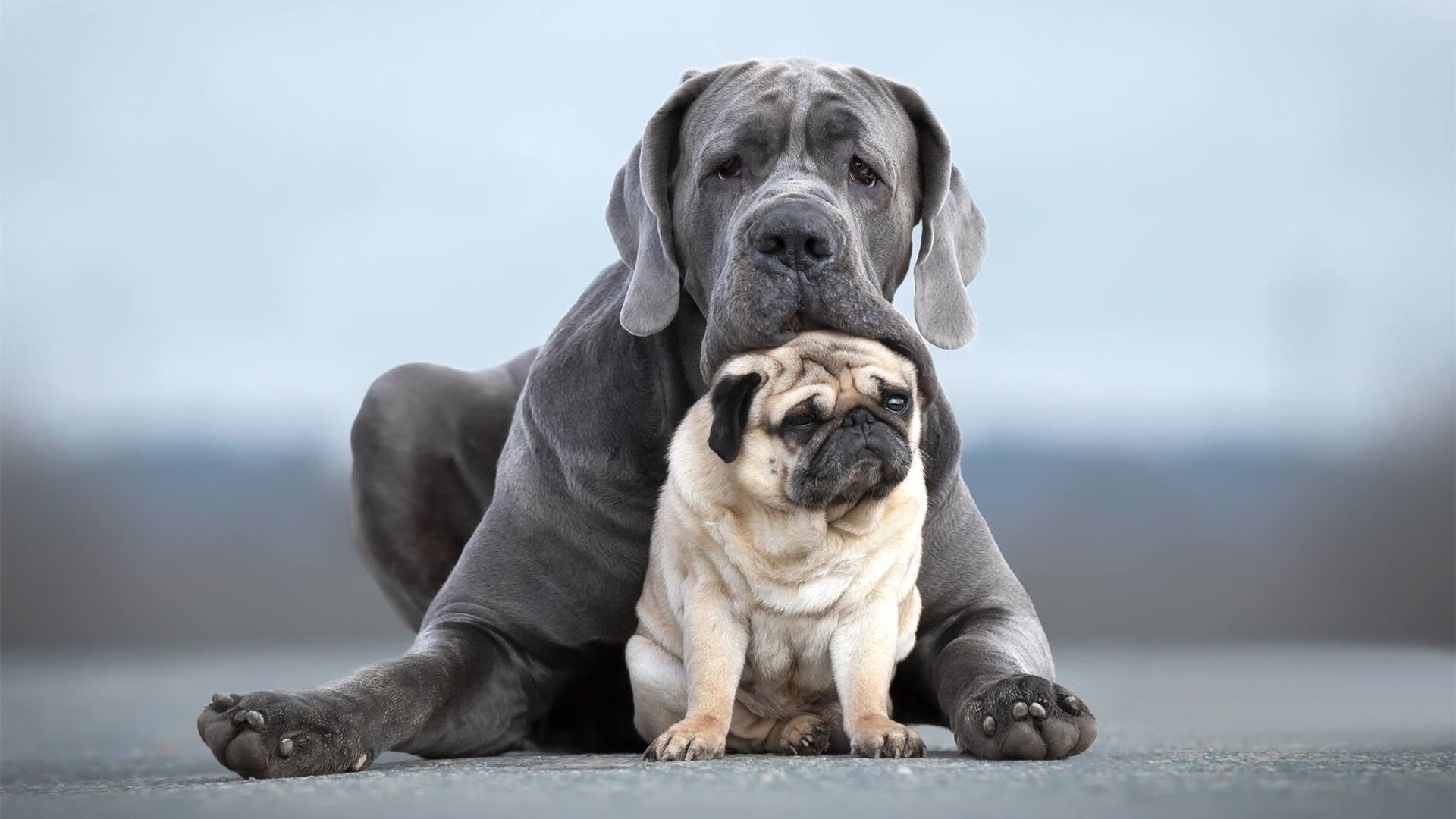 澳大利亚正面击溃秘鲁，阿劳霍表现堪称教科书