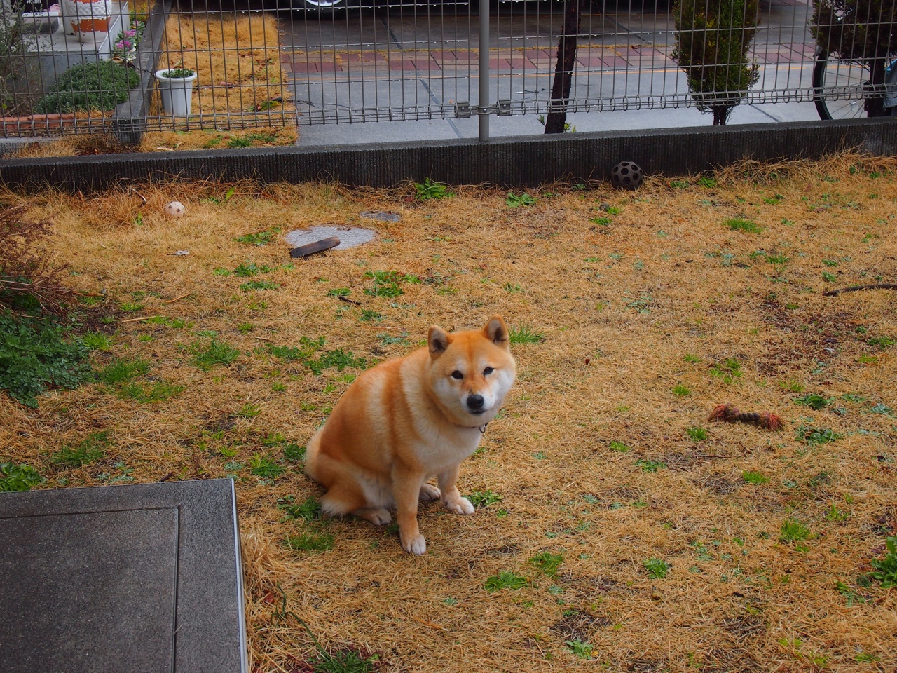 金童救主!德里赫特一锤定音,雷恩主场稳稳拿下切尔西