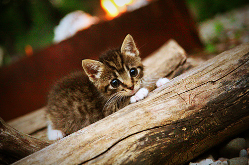 当吉林队的铁血防守遇上勇士的三分雨，平行宇宙里，恩比德用一场50+20打服了金州