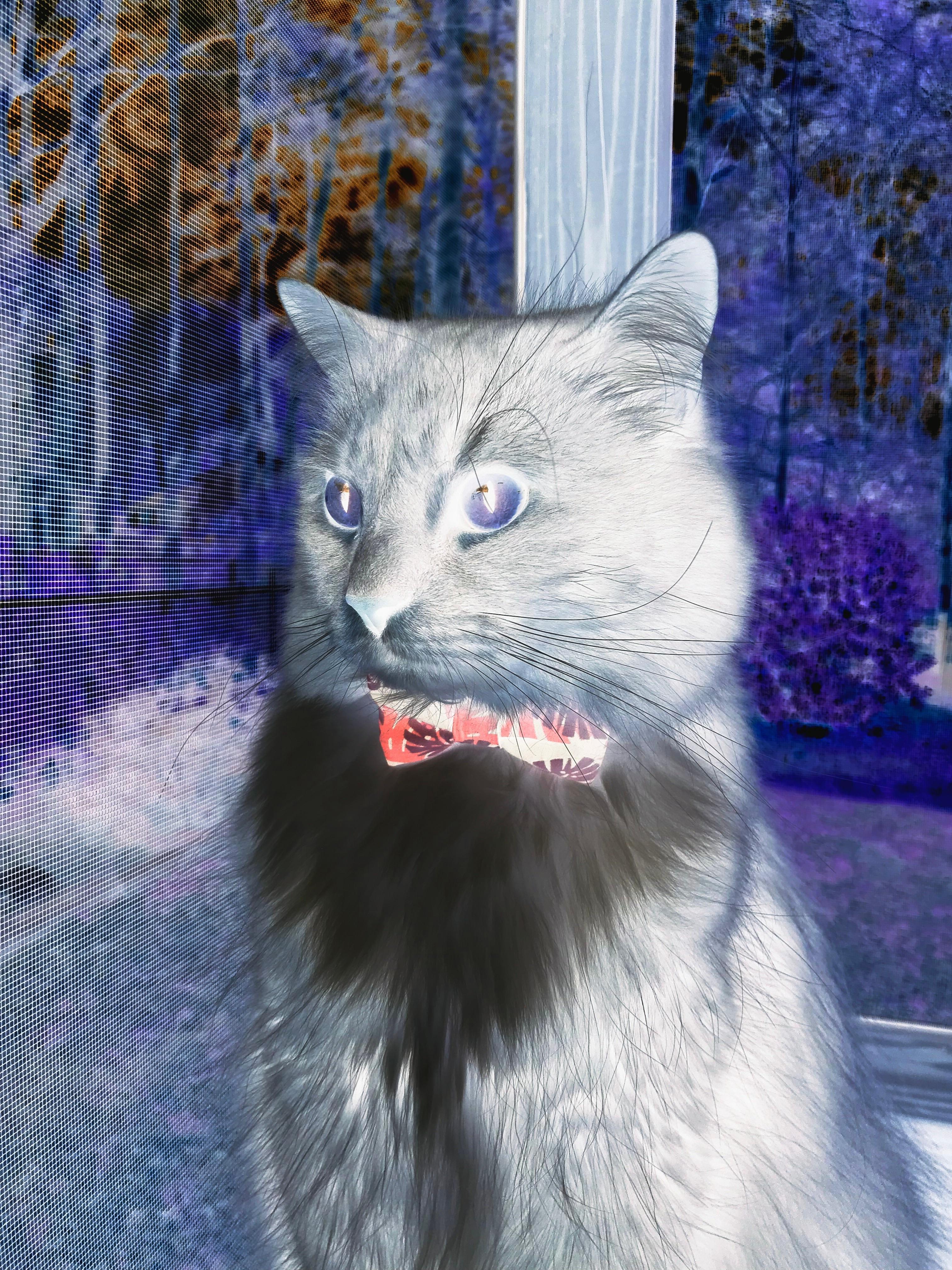 利拉德之夜，东决关键战的留声机