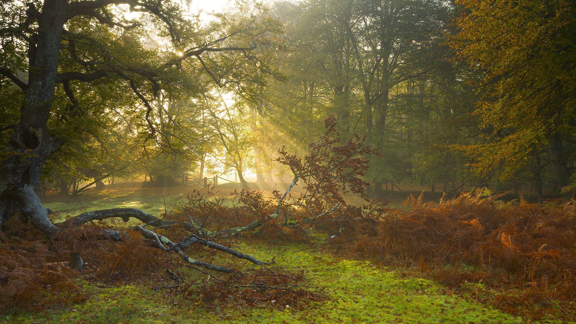 开云体育app-双线狂飙，火箭主场狂胜活塞，布克提前启动奥运火种