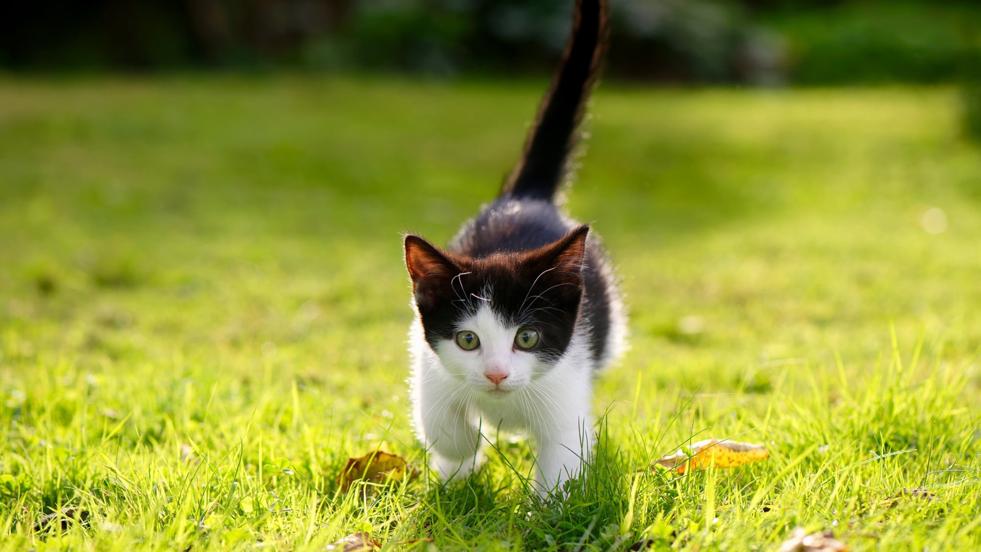 唯一一夜，当武切维奇撕裂欧冠半决赛的夜色，世界只剩下一种心跳