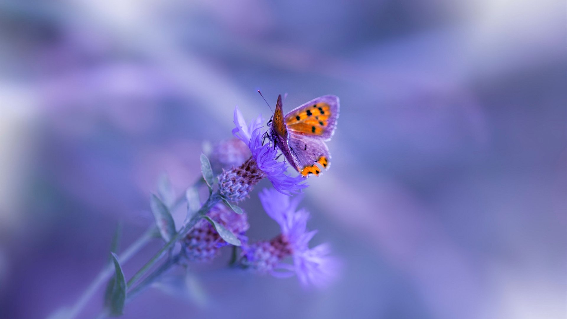 唯一的答案，当尼克斯的铁锁，为恩比德的王冠镶上最后一颗钻